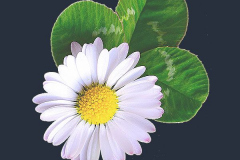 blume