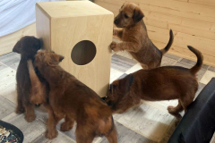 Die McGowan A-Wurf Welpen-Das Cajon