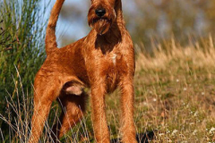 Shane McGowan von der Emsmühle