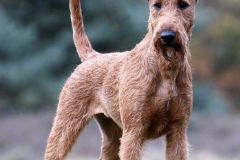 Posing bei Uli Neddens