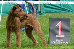 Top Dog