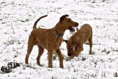 Schnee in Shanewood