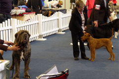 Dog of the Year Contest