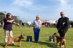 Show while Covid in NL