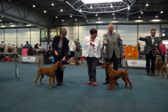 Shane und Irish Fellow Fairytale