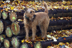 Max in Shaanewood