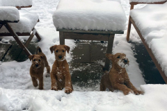 Drei Gownies im Schnee