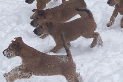 Spaß im Schnee