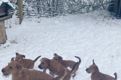 Hui - keine Schneeballschlacht