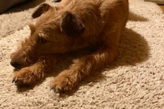 Auch Ira ruht sich aus