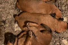 Ausruhen nach der Mahlzeit