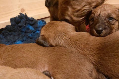 Ein kleiner Beobachter