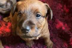 Eine kleine Irish Dame