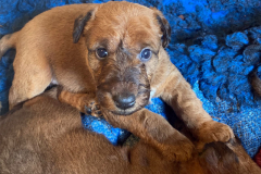 Das ist die kleine Batman