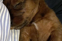 Eingeschlafen im Arm der Zuchtperson :-)