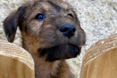 Blick durch den Zaun.