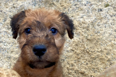 Blick über den Zaun 2