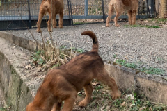 Wachhunde