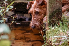 There is something in the water