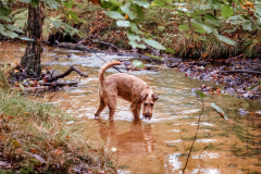 Der Irish geht auch ins Wasser