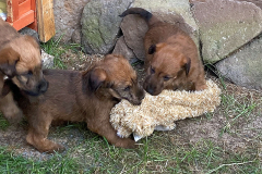 Hasenfell oder so....