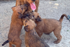 Hurra die Bantry die ist da