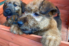 im kleinen Häuschen