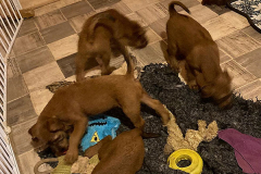 Letzte gemeinsame Nachtruhe