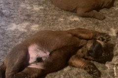 Gemütlich rumliegen