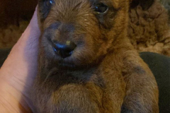 Schau mal einer guck