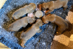 Futtern nach dem Tag im Freilauf