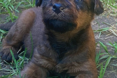 ein kleiner Dare Devil