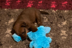 Papa war da und hat ein Spielzeug mitgebracht