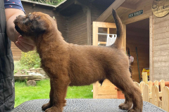 Tischtraining. Vorzügliche Anatomie