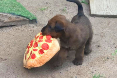 Die Pizza