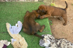 Du kommt hier nit rauf