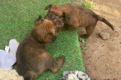 Du kommst hier nit rauf