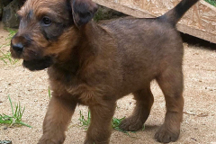 Anderer kleiner Mann