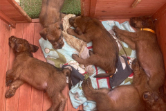 Kleine Hundehütte