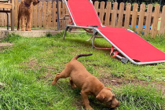 Ira hat alles im Blick