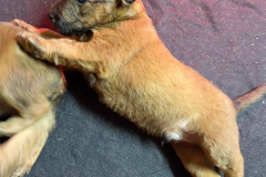Rüde