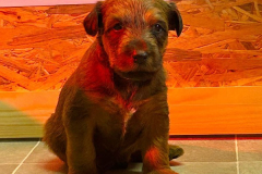 Rüde