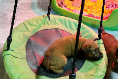 Schaukelfest