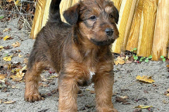 Rüde