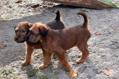 Blui und Otti paar Tage später
