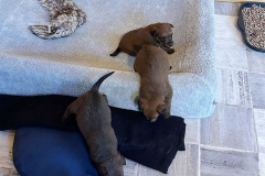 Ausstieg aus der Riesenkudde