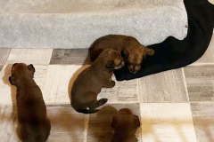 Risenkudde und F-chen