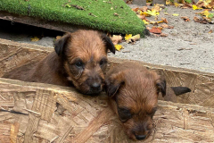 auf der kleinen Rampe