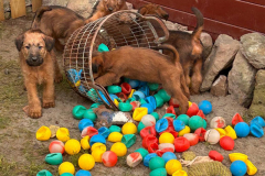 dann bauen wir selbst das Bällebad