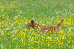 Sommer
